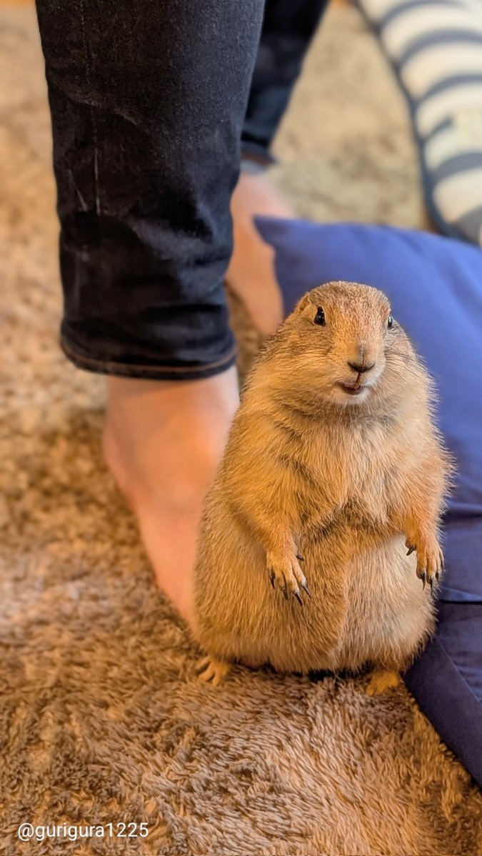 アルバムが「あれから1年」で出してきた写真がかわいすぎる。

お世話係の足踏んで笑顔。