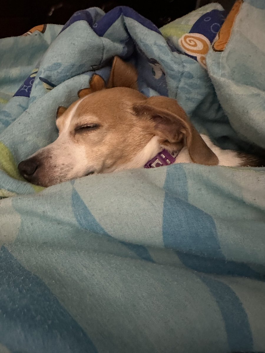 staceystring's tweet image. I hope everyone had a nice Thanksgiving 🍁. Nahla started off sick this morning 🤮🤮. I think she ate something but she rebounded and managed to eat her normal food.  She’s tired and all tucked into her Nemo puff for bed !!
