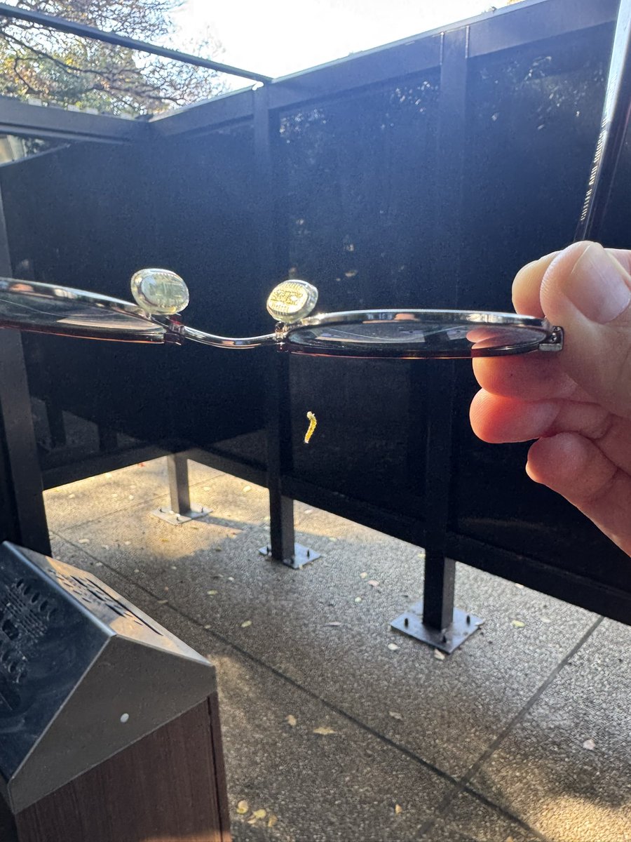 視界が悪いと思ってたら、眼鏡に虫がぶら下がっていた