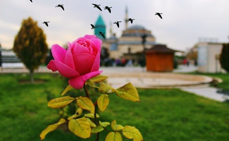 Benim söylemediklerimi görüyorsan; söylersem de anlarsın.
Hz. Pir Mevlâna (k.s)