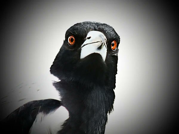 DarlingAxe's tweet image. Story Skeleton—Magpie Murders

In a genre as established as mystery, it’s not easy to do something new.

darlingaxe.com/blogs/news/mag…

#storystructure #writingcommunity