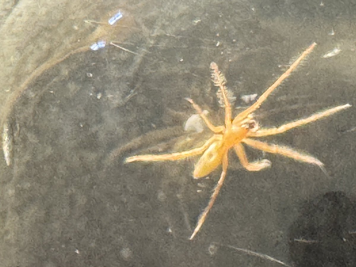 ⁦<a href="/Arachno_Cosas/">Soy aracnólogo, pregúntame lo que quieras</a>⁩ hola, quería saber si puedes identificar la especie ?