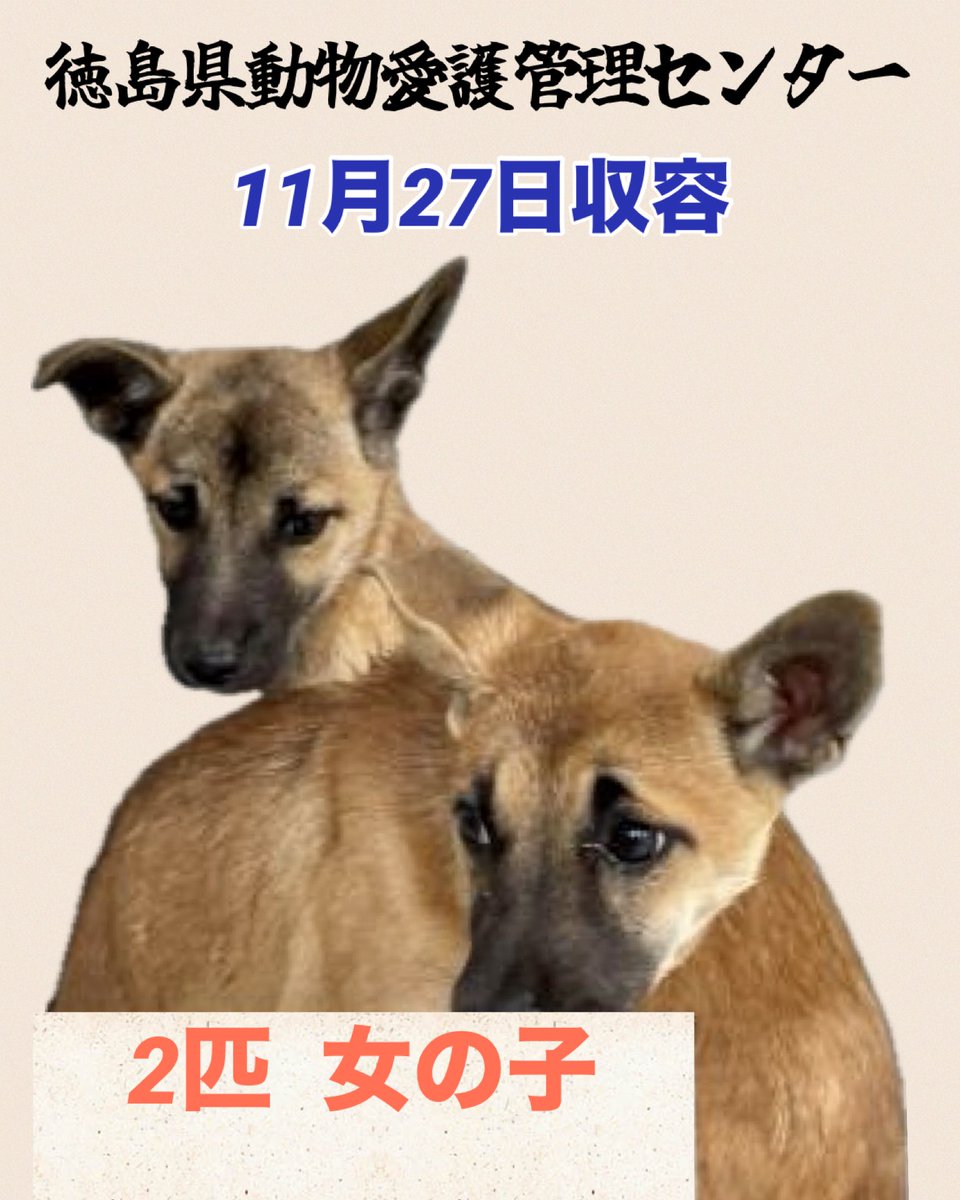 AI CAT (@fortunecatAI) / Posts / X