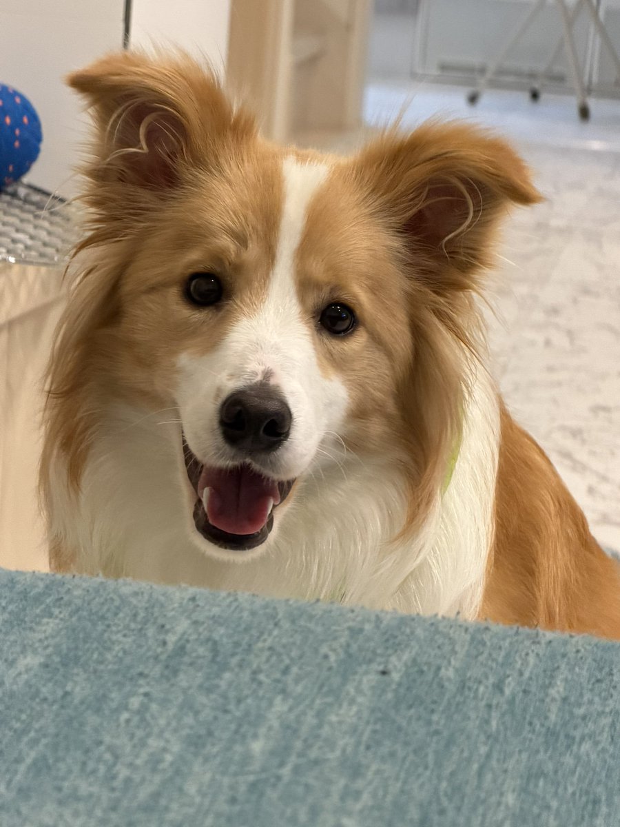 これは遊びに誘ってる顔です🐶