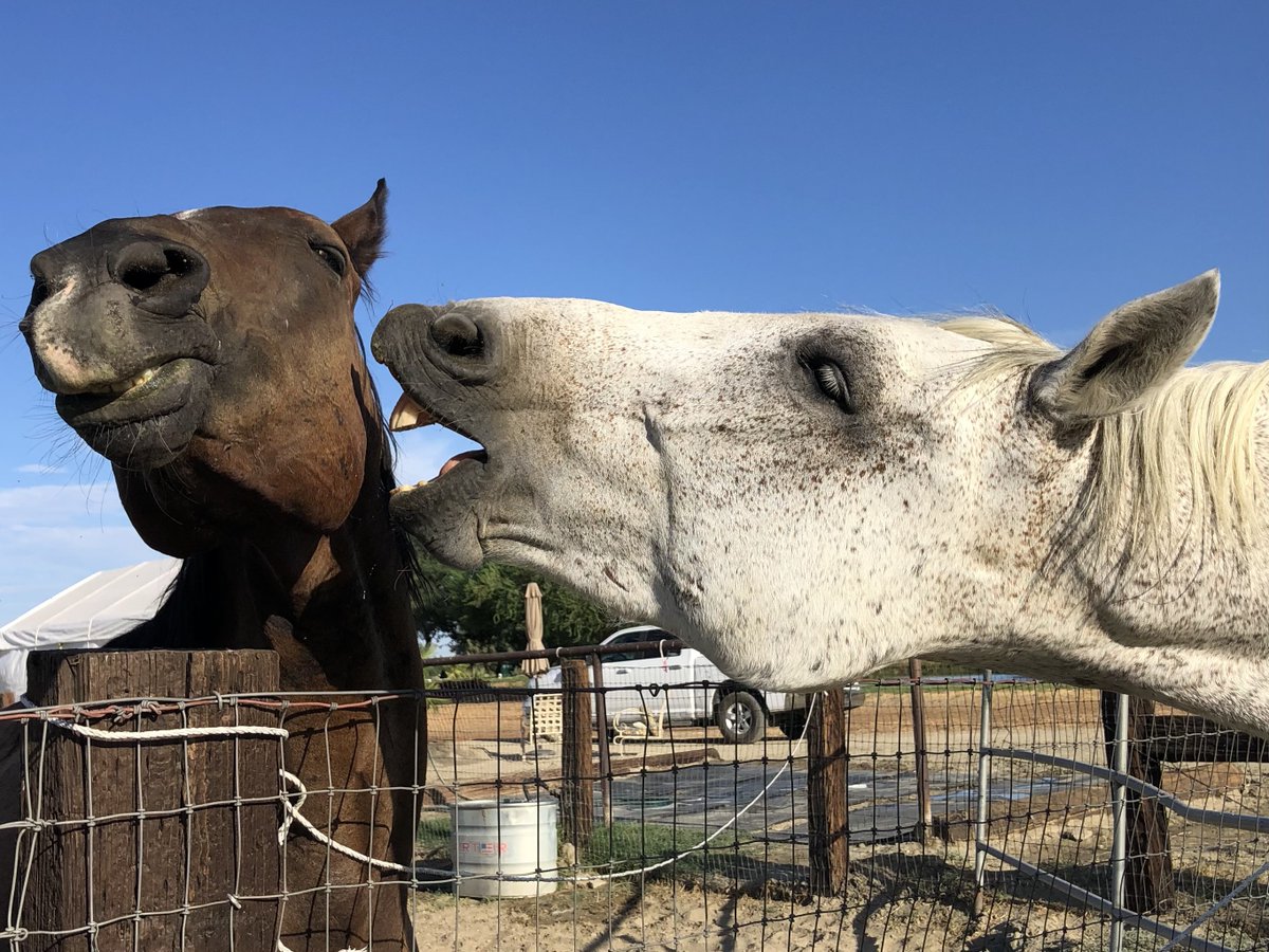 GloriousAllianc's tweet image. A grabass moment... Nileist and Surfer...