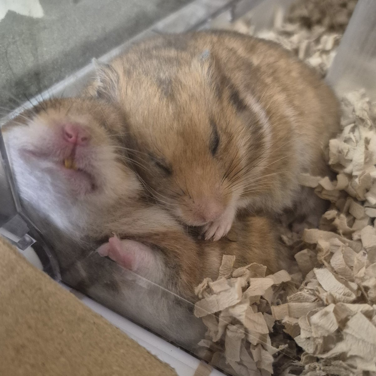 oHczO3dbv6II720's tweet image. 重たいねぇ🥰