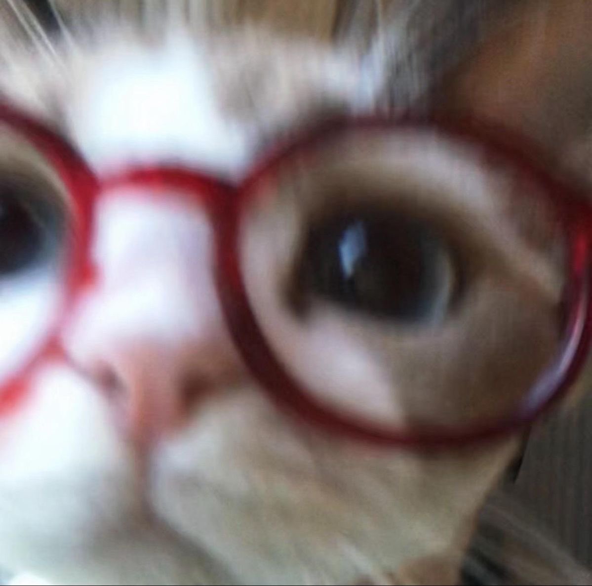 psimariac's tweet image. #studytwt #studytwtbr
sou nova por aqui e procuro moots :)

• maria | ‘07
• focando na unesp, famerp e enem para psicologia
•buscando motivação na reta final dos vests 🥲
• gosto de desenhar, tocar instrumentos, animações e friends ☕️