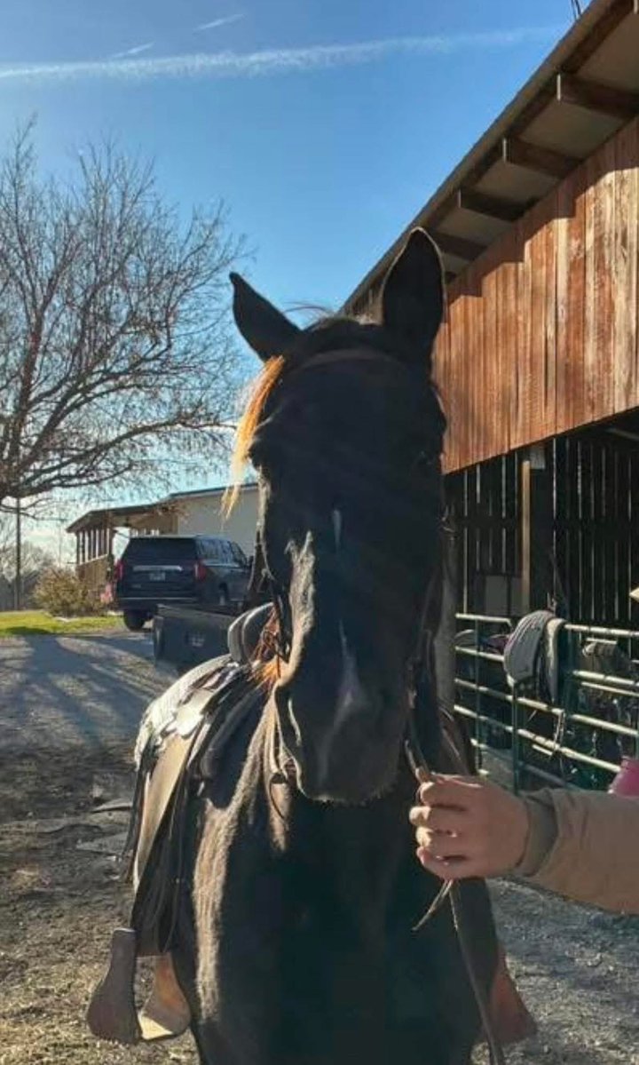 🚨 Urgent Help Needed! 🚨 Meet Jasmine, a beautiful Standardbred at risk! We need to raise her bail fast. Every donation matters and is tax-deductible. Let's give Jasmine a second chance! ❤️🐴 

paypal.com/donate?campaig…

Venmo: @hopeandhealinganimal