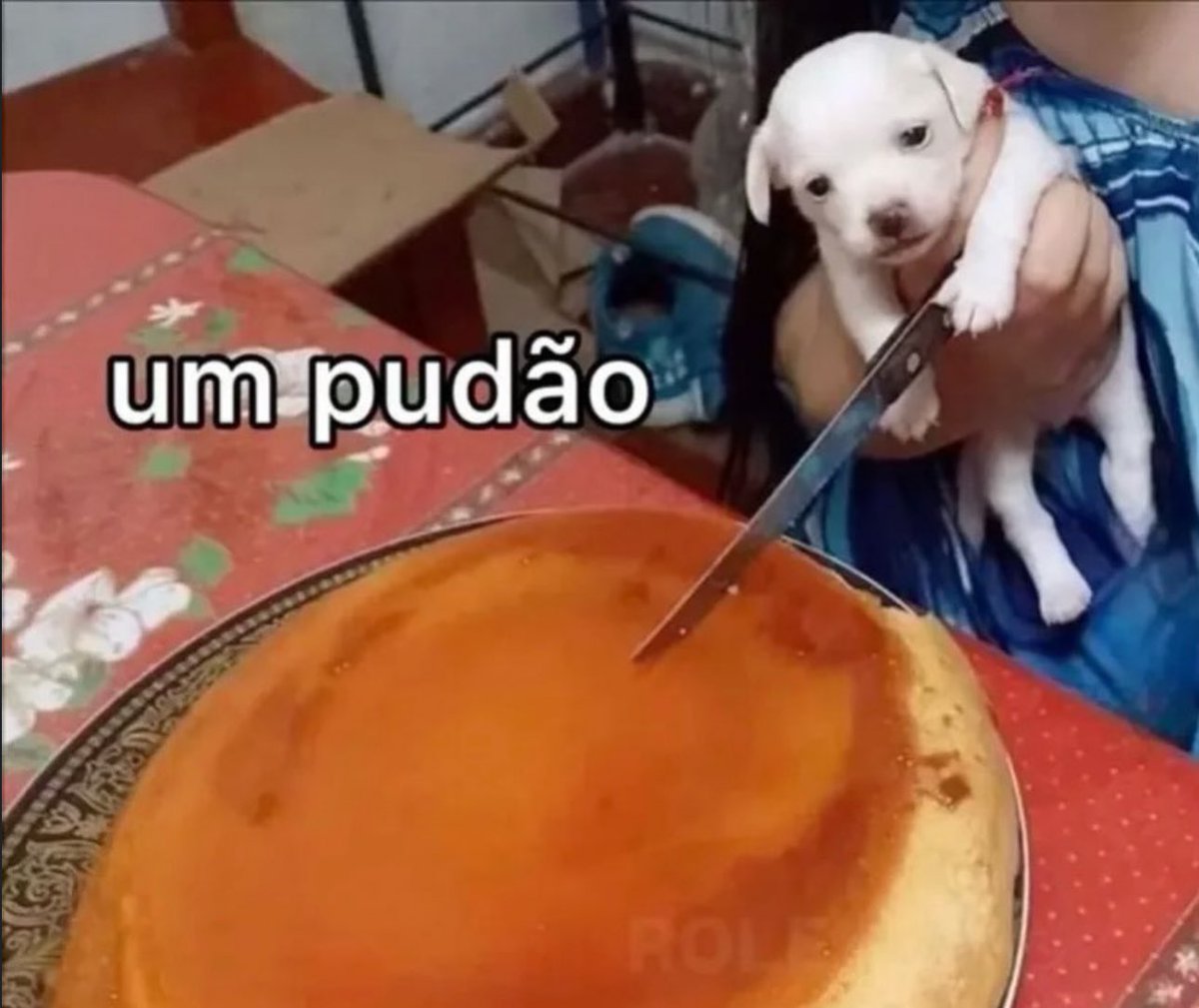 shitpostverdade's tweet image. 