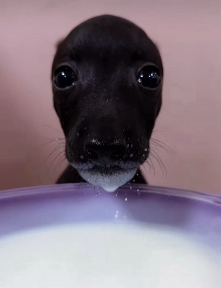 arielyeezy tweet media