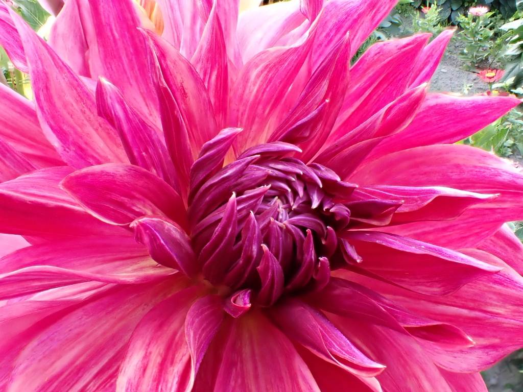 litguru23's tweet image. Hey, pretty! It never ceases to astonish me that all the instructions to create this structure are compacted in a tiny seed. Miniaturization is beautiful.