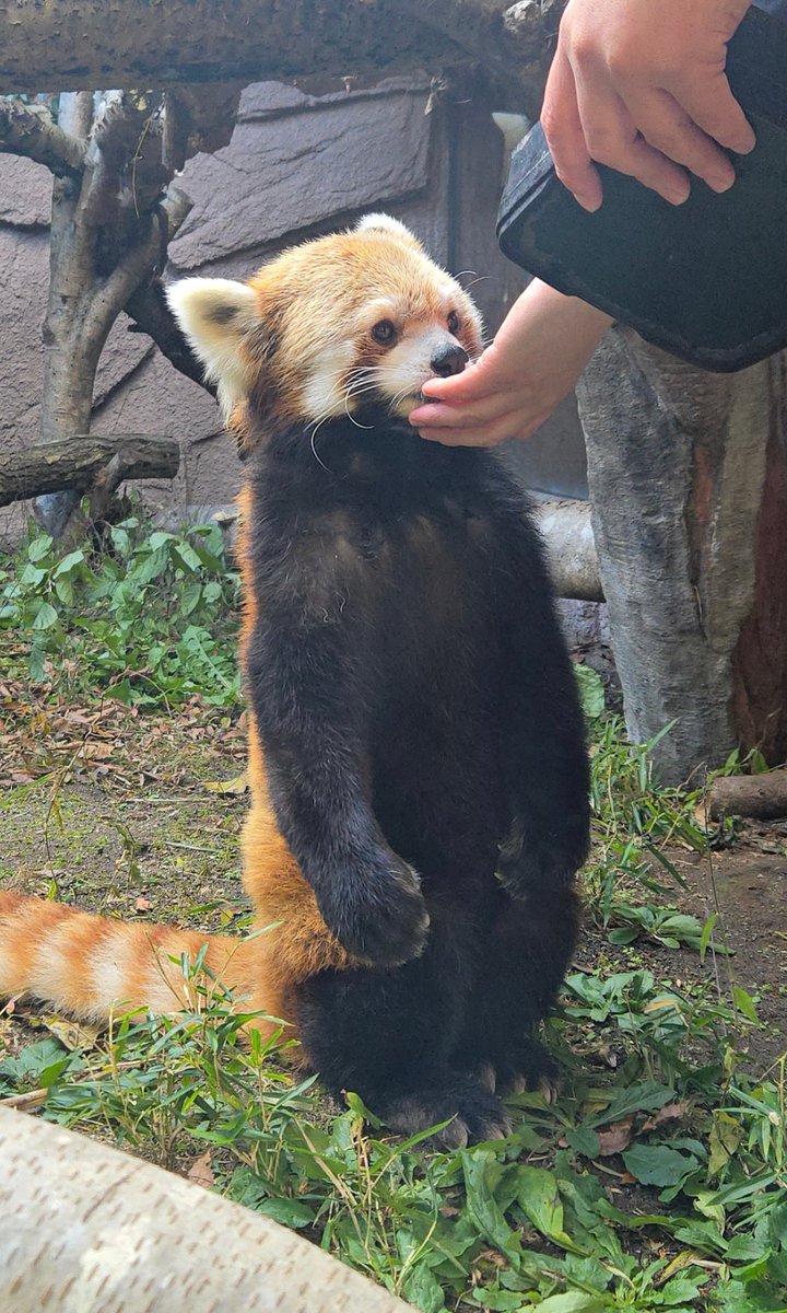 ジジ=͟͟͞͞(๑•̀ㅁ•́ฅ✧ 予約済 ひーこ CD Z/X -Zillions of enemy X- SHiFT 1st Album 「キミ