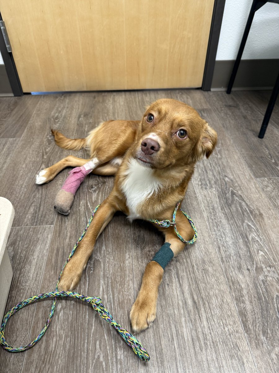 dog_rates's tweet image. This is Luke. He was hit by a car, crushing his back leg and fracturing his shoulder - both on his right side, making it very difficult to walk. He's in pain and needs urgent surgery to fix his broken bones, followed by rehab. You can help him below ❤️‍🩹

15outof10.org/luke