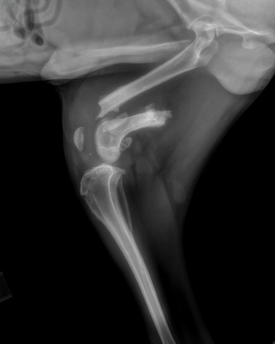 dog_rates's tweet image. This is Luke. He was hit by a car, crushing his back leg and fracturing his shoulder - both on his right side, making it very difficult to walk. He's in pain and needs urgent surgery to fix his broken bones, followed by rehab. You can help him below ❤️‍🩹

15outof10.org/luke