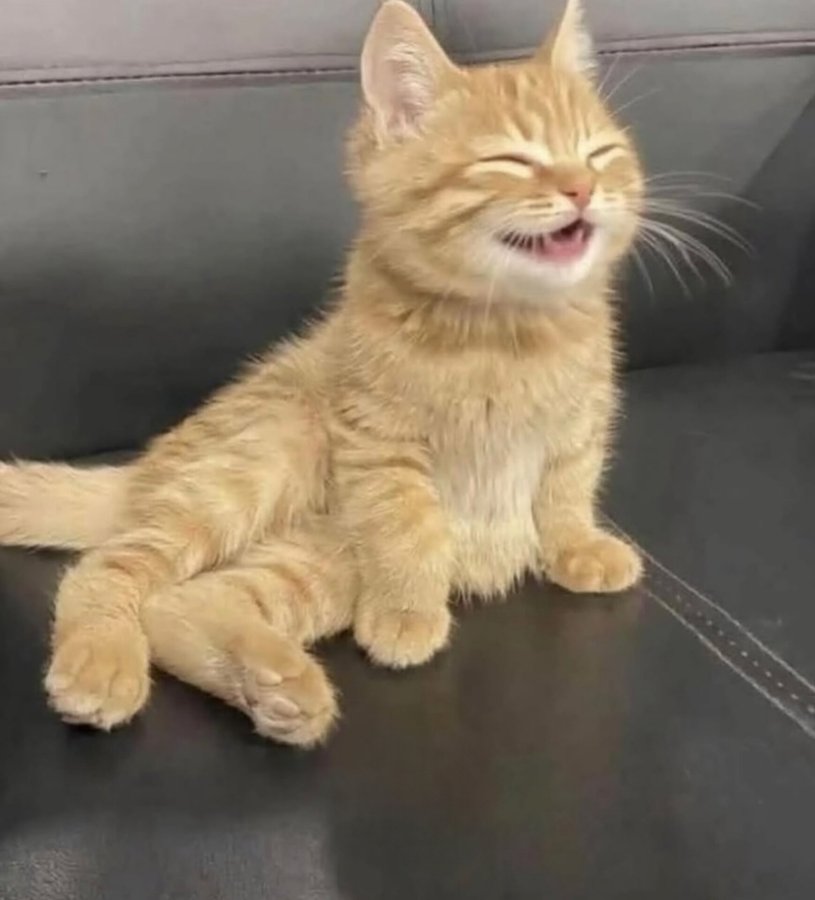 Raskolnikovsair's tweet image. Çekimi sana ait bir kedi fotoğrafı bırak ✨