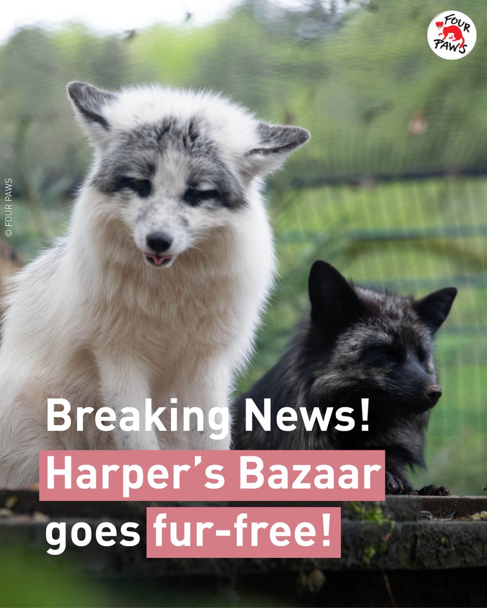#BREAKING: Hearst Magazines, the media giant behind Harper's Bazaar, Cosmopolitan and more, announced it will no longer promote animal fur in any editorial content or advertising across its global publications. 💫
Here’s to a #FurFreeFuture, where compassion leads the runway! 👗