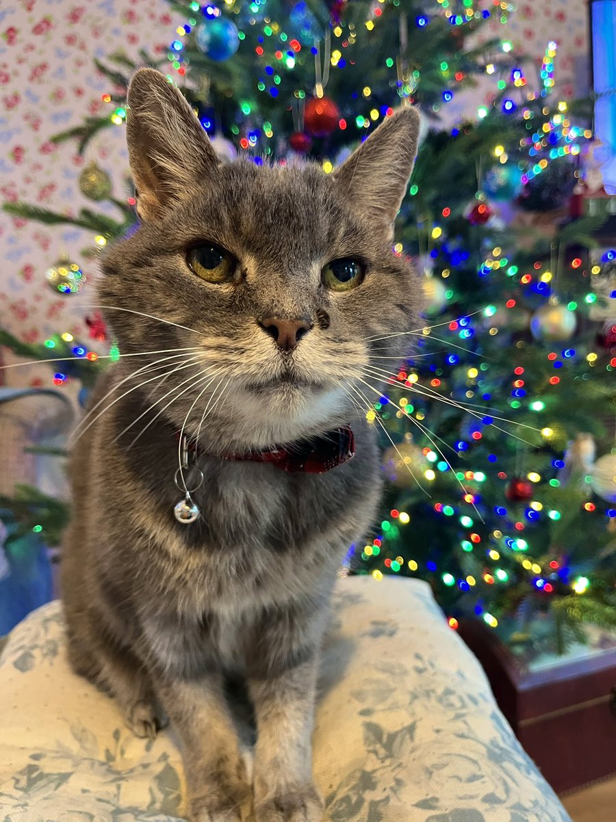 Malcolm & Baby Dog tweet media