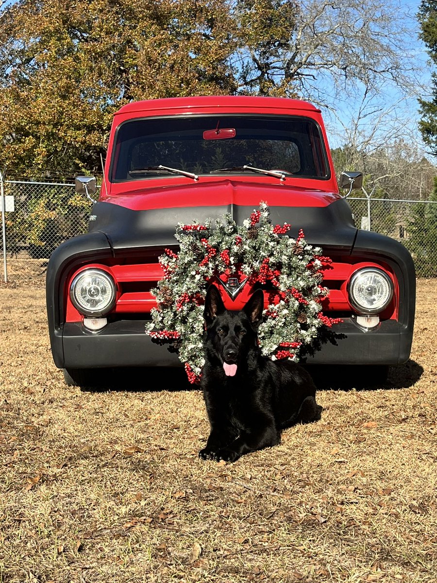Time to call us and get your very own Harrison K9 for the Holidays!!! #perfection #MerryChristmas #Godblessuseveryone #GermanShepherd #perfectChristmaspresent