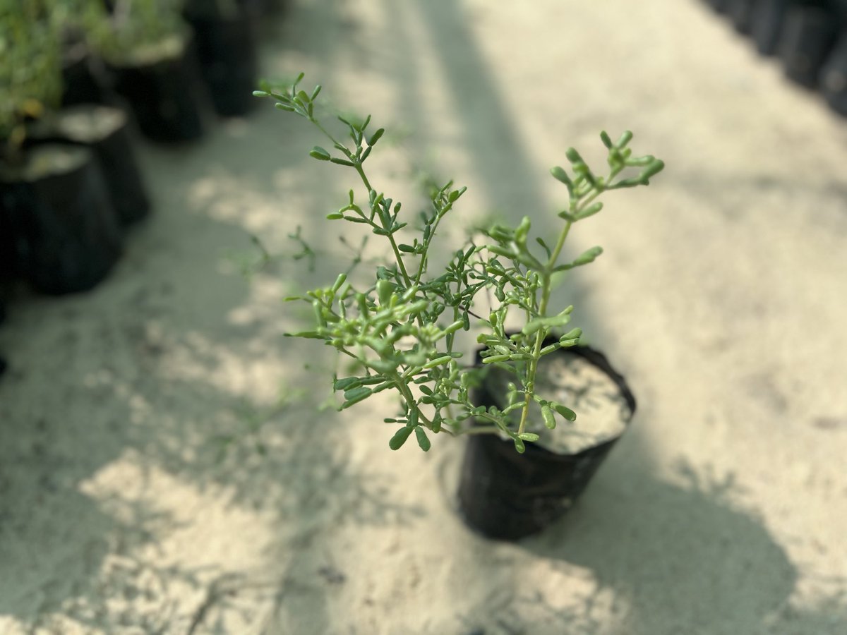 <a href="/alrafieafarm/">مزرعة و مشتل الرفيعة بالأحساء</a> <a href="/Seeds_Bank/">بنك البذور</a> <a href="/Rowdh13/">مشتل روض</a> <a href="/7arthSA/">حرث</a> <a href="/jazlaaco/">متجر جزلاء الزراعي</a> <a href="/YAlmahjary/">بنك البذور</a> <a href="/jnnan_sa/">جنان</a> <a href="/qatf_sa/">متجر قطف للبذور</a> <a href="/Bthoorsa/">بذور</a> <a href="/QiddiyaCity/">مدينة القدية | Qiddiya City</a> <a href="/ncvcksa/">المركز الوطني لتنمية الغطاء النباتي ومكافحة التصحر</a> <a href="/NCW_center/">المركز الوطني لتنمية الحياة الفطرية</a> الهرم