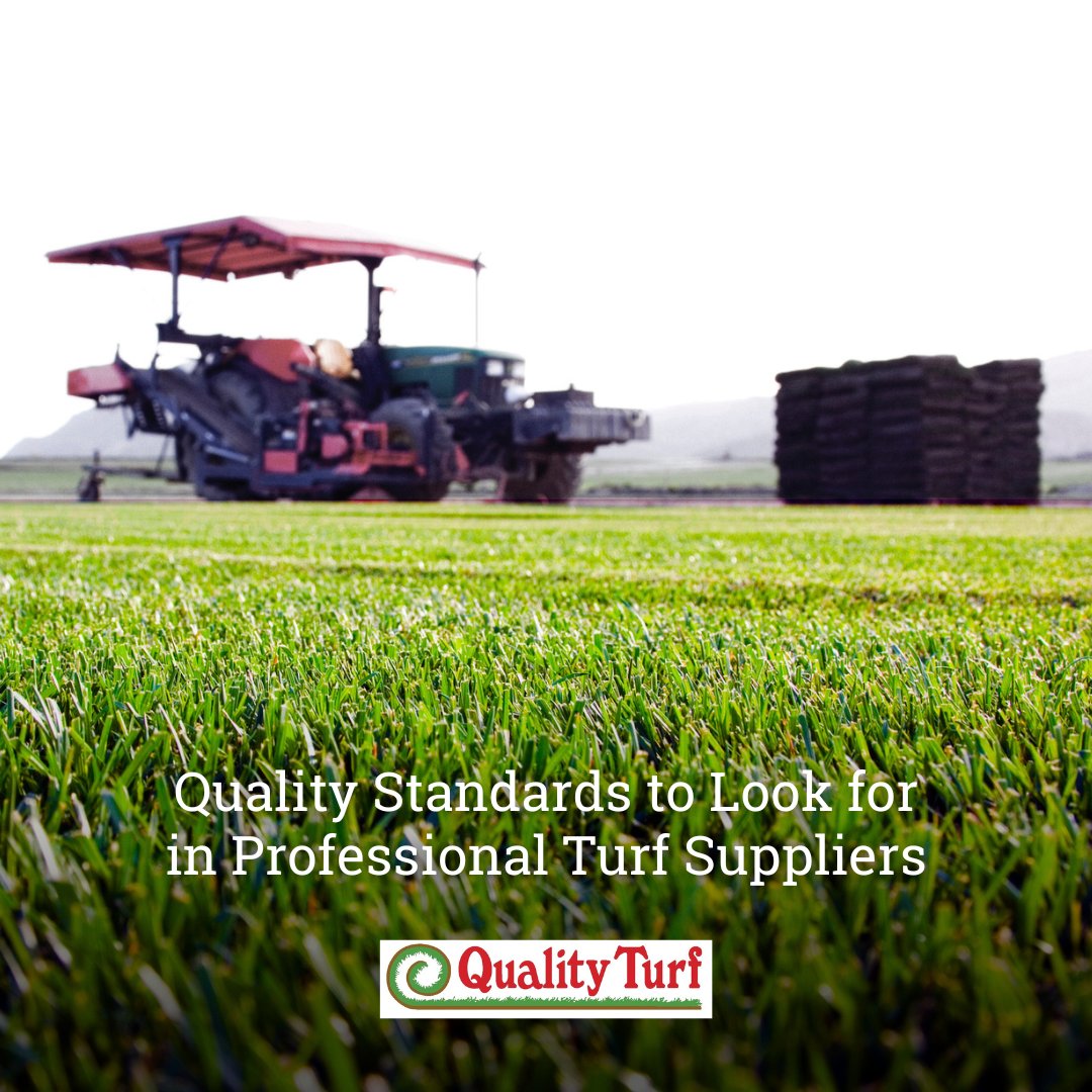 Partnering with a trusted, experienced supplier ensures your lawn starts strong and stays beautiful for years to come. 🌞

Dive into the details.
qturf.com/blog/quality-s… 

#QualityTurf #ResidentialLawns #TurfgrassIndustry