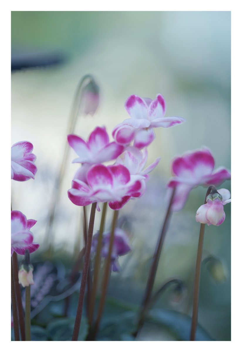 🐰𝚁𝚒𝚗𝚛𝚒𝚗…📸♥️𓂃ꕤ︎︎·͜· (@7725rirarin) / Posts / X