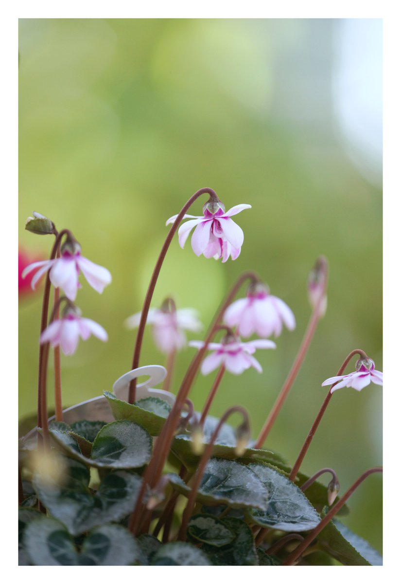 🐰𝚁𝚒𝚗𝚛𝚒𝚗…📸♥️𓂃ꕤ︎︎·͜· (@7725rirarin) / Posts / X