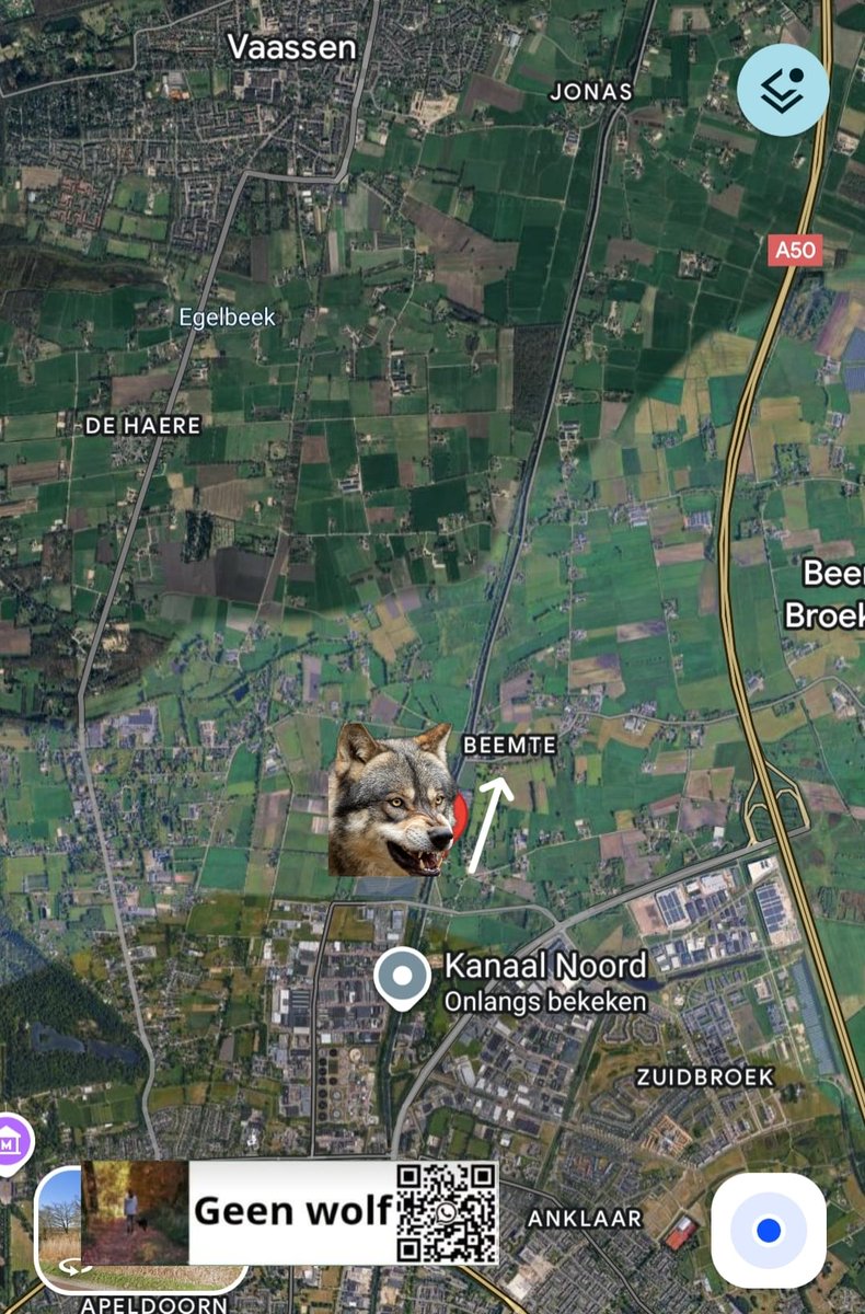 AnitaGeenWolf's tweet photo. 🐺 wolfalert #wolvenmeldpunt GeenWolf ❌🐺
zichtmelding
12-12-25 // 05.00 uur
#Wenum #Wiesel Gelderland
Een wolf stak net voor de auto over op de Kanaal Noord thv de Vellertweg.
Ging richting Beemte.
🐺 meldingen liefst zsm met GoogleMaps 📌 naar wa
31617018889
@GeenWolf
https://t.co/d2XftKJRiq