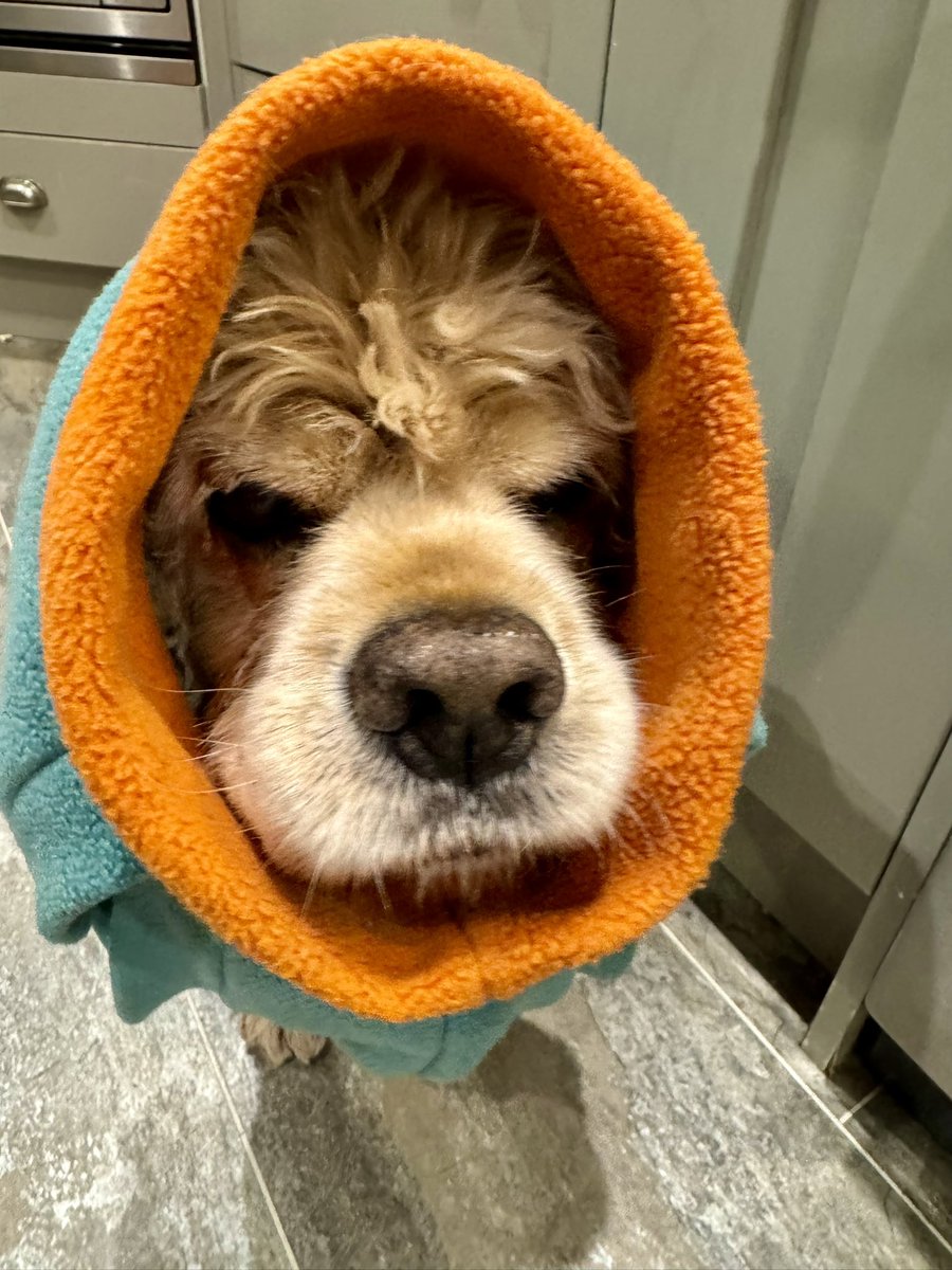 SpanielsSuper's tweet photo. Mum?
Yes Isky?
Muuuuum?
What’s wrong Isky?
I’m worried mum☹️!
Why are you worried?
Bat said he’s a #Faithful …..
So does that make me a…. #Gulp
…… a #Traitor? #PleaseSayNo
Isky?
Yes mum?
I don’t think you could ever be a #Traitor….. you are the most loving & faithful of boys 👍
Thank you so much mum #WantedToHearThat
#ProudToBeAFaithful
@HueyandClive