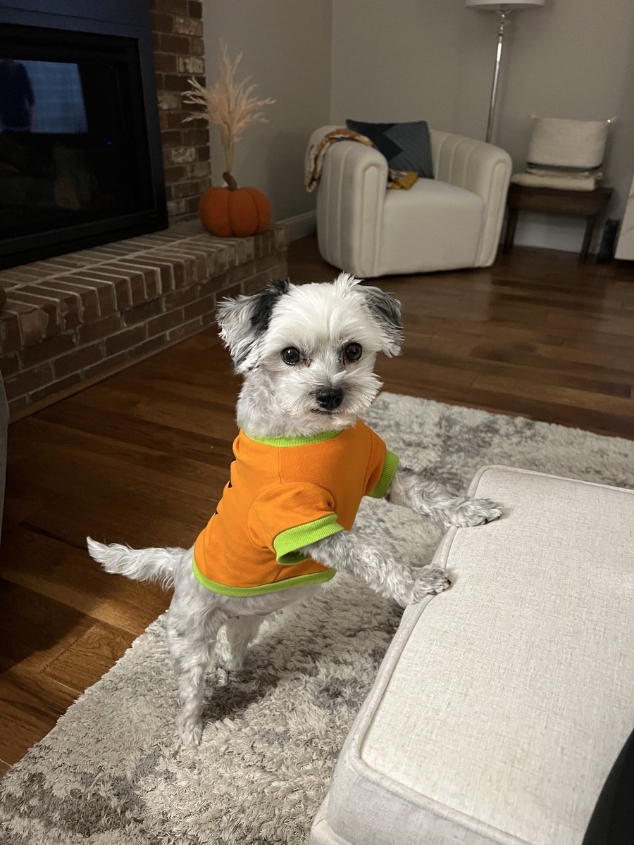 ketyson's tweet photo. @LolaPatolla Love your cause and love following you. Thank you for all you do!! Just sent a donation. Good luck with the pups, hope the mom is found. Happy Holidays!!! Love from my rescue dog Piper! 💗🐶💗 https://t.co/c2ZWHNyVOg