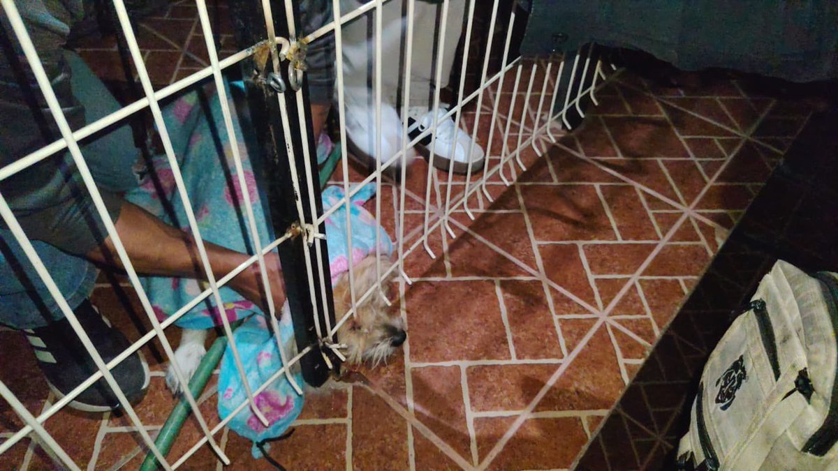 Bomberos realizaron rescate exitoso de un canino 🐕 que quedó atrapado de un párpado en estructura metálica.

Tras realizar maniobras cuidadosas para liberar sin lastimarlo, fue puesto a salvo. ✅ La protección civil la hacemos todos, cuidando a cada integrante de la familia.