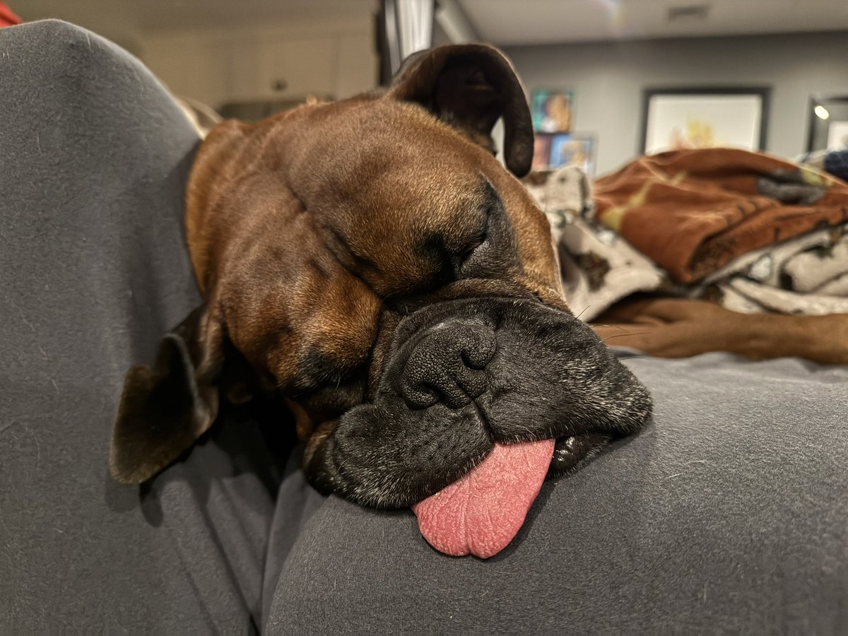 Zeus and I were up late watching Dirty John season 2!  

#boxerpuppy #boxerdogs #boxerlife 
#boxerlovers #boxersrock #boxersoftwitter #boxerdogsoftwitter #dogsoftwitter #dogsofx