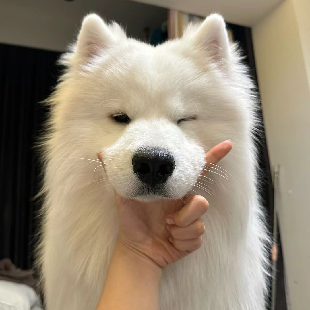 💖 (@twaniimals) on Twitter photo 