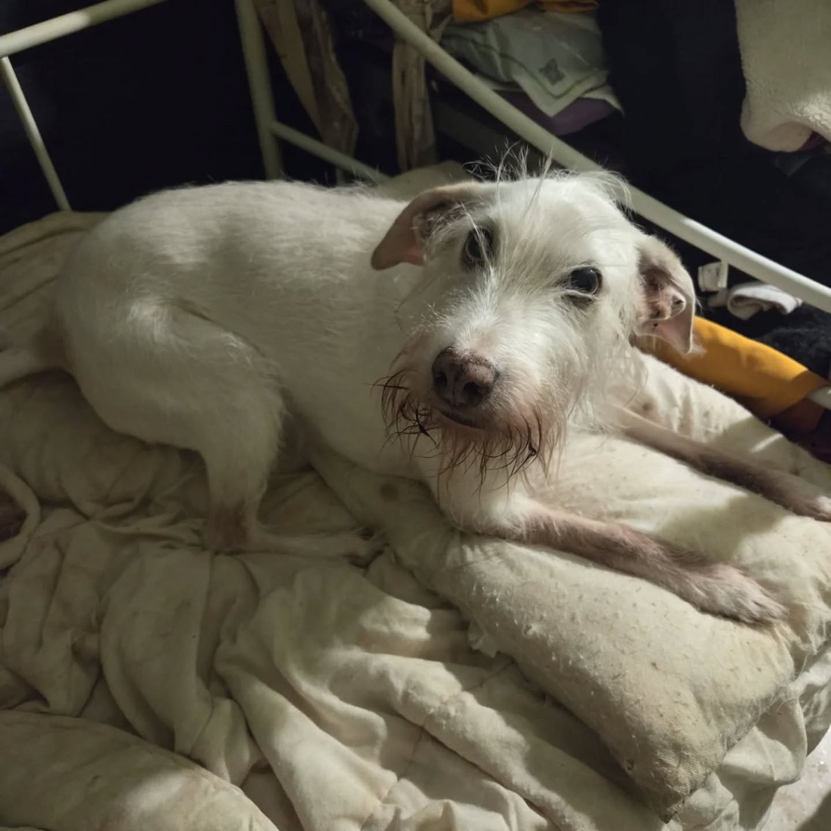 SosAbuelos1's tweet image. #BARCELONA
Estas dos perritas de 10 años, se enfrentan a una situación difícil y tenemos que ayudarlas.

Su humana, aunque las quiere, sufre TLP, lo que le produce ataques de ira de la nada y las perritas pagan las consecuencias... 😔
 
Viven aterrorizadas y no salen de las…