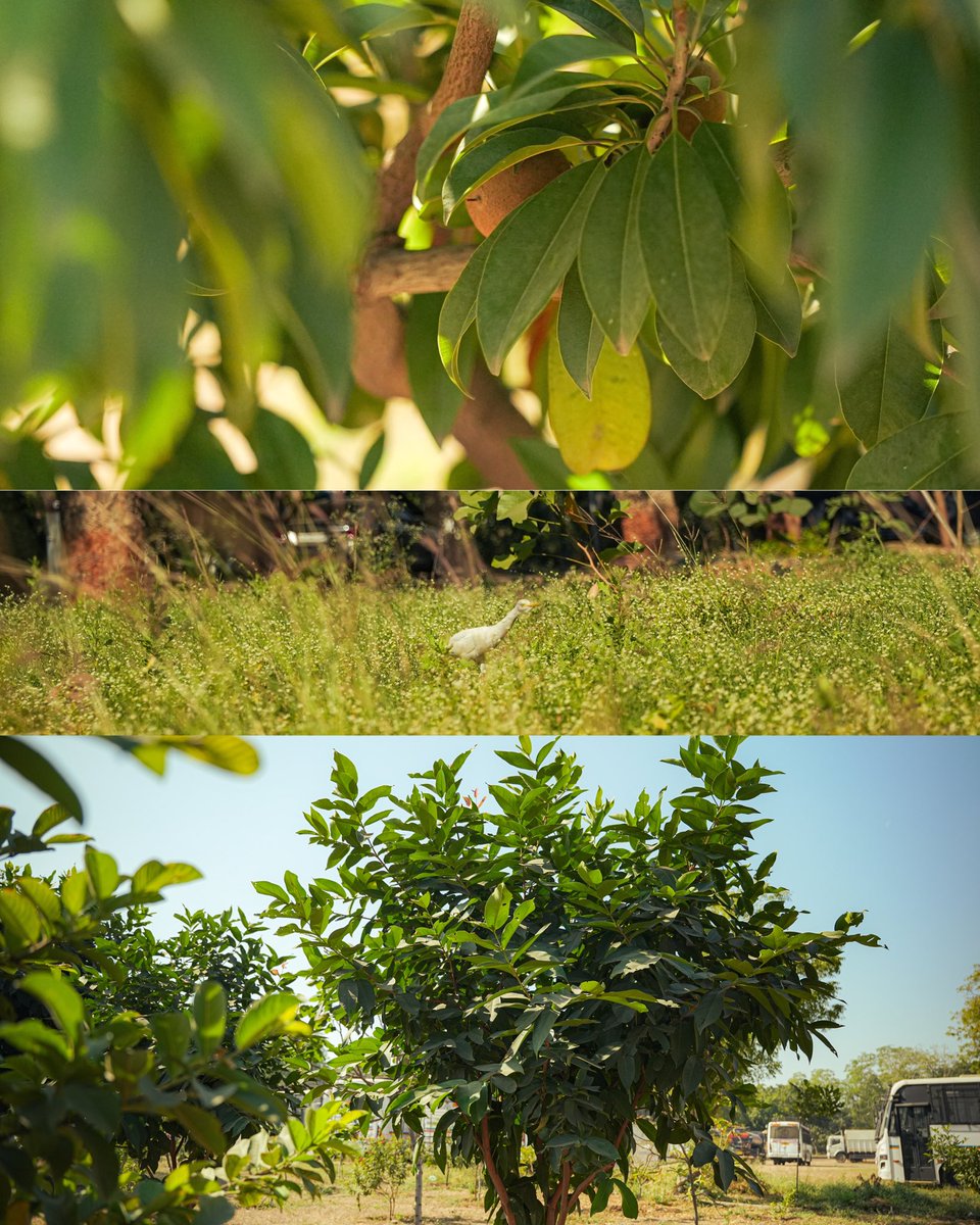 ElixirIndiaOrg's tweet photo. In a year and a half, 1000 saplings now breathe where nothing existed. A small idea, nurtured daily, becomes impact.
#ElixirFoundation #GrundfosIndia #SRPF #GreenEarth #SaplingPlantation https://t.co/qOTYxr8a8V