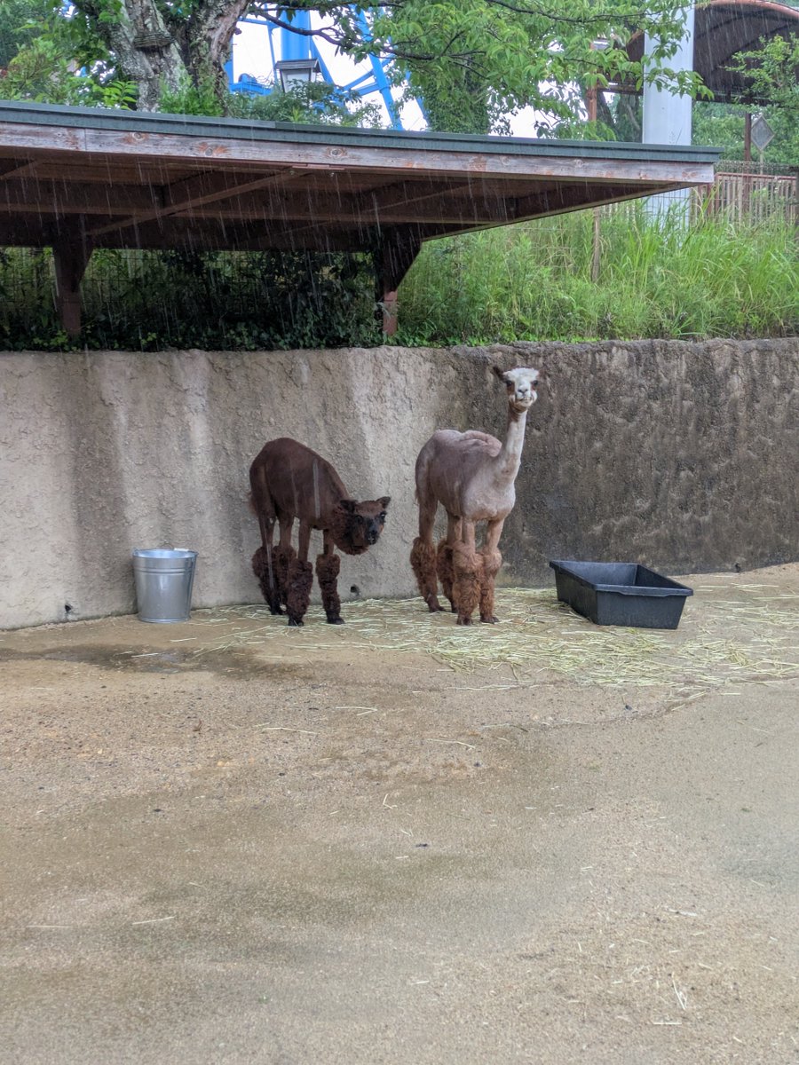 ときわ動物園 ときわ動物園 | ZFC.jp