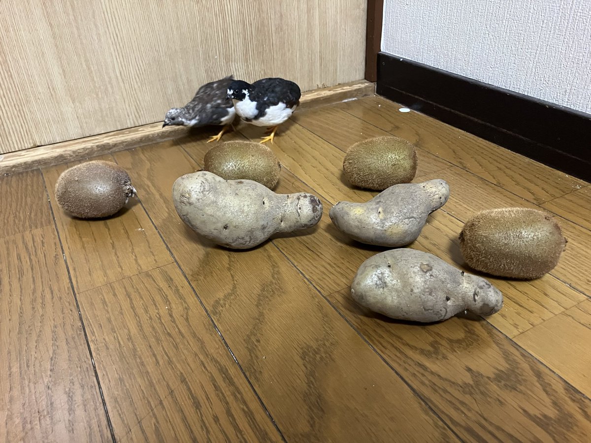 ポポチョロ🐦💨 (@1b4fc39ec9e04d3) / Posts / X