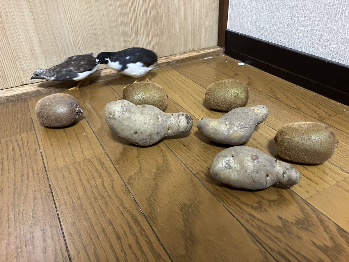 ポポチョロ🐦💨 (@1b4fc39ec9e04d3) / Posts / X