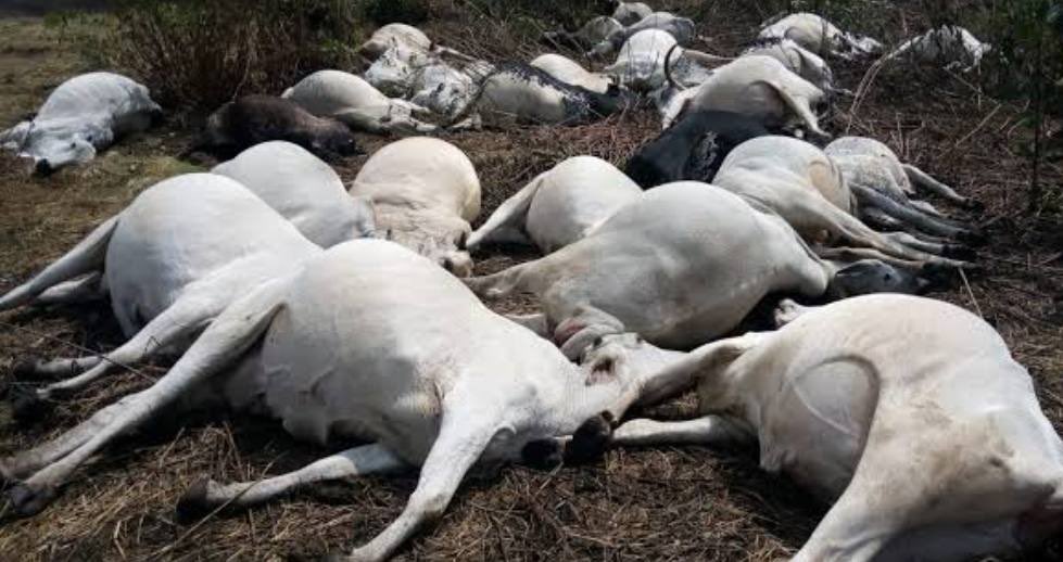instablog9ja's tweet image. Three Oyo Farmers Arraigned for Allegedly K+lling 33 Cows That Grazed on Their Farmlands

Three farmers were brought before the Iyaganku Chief Magistrates’ Court in Ibadan on Thursday over allegations of k+lling 33 cows at a herders’ settlement.

The accused farmers, Rashidi…