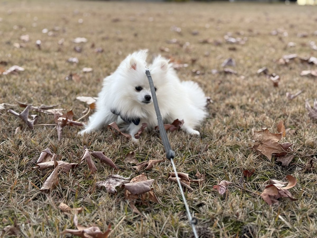 最近とったうちの犬見て