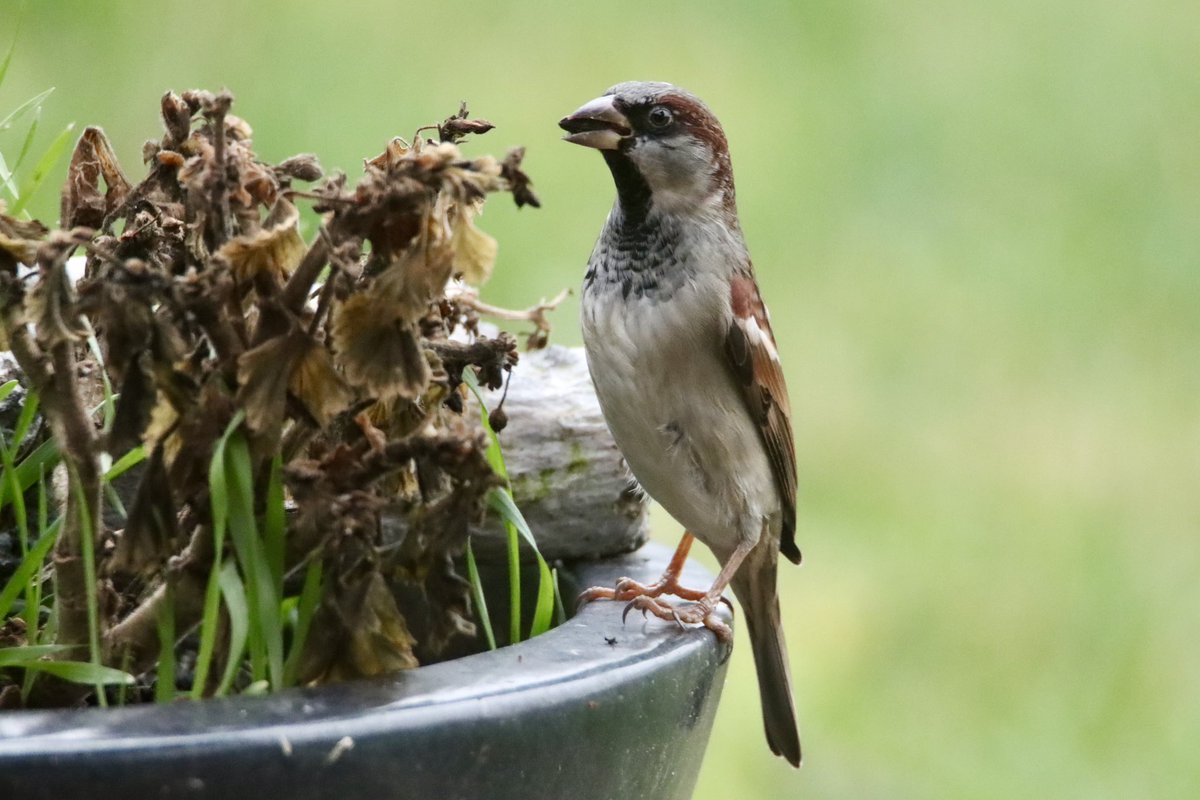 Wenn man sich gaaanz lang macht … kann man das Wochenende fast schon sehen 🤗 #Gartenvögel