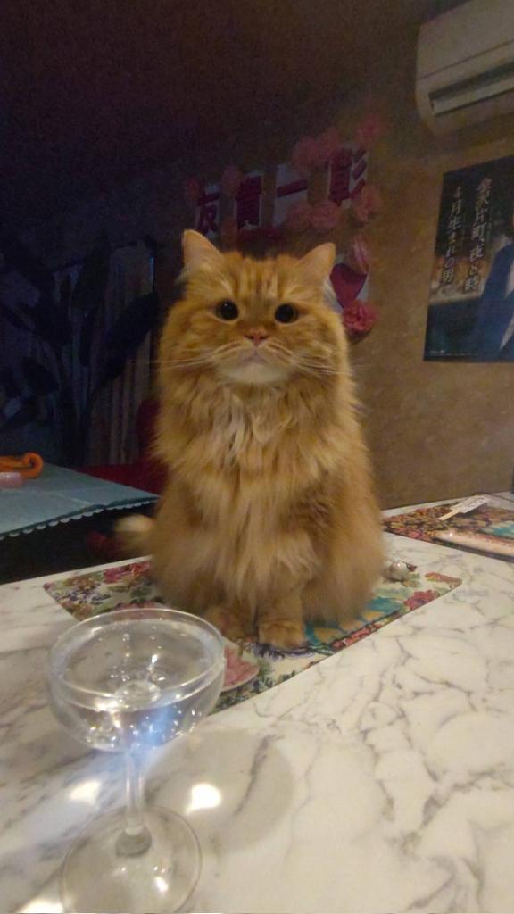 😼気をつけー👍️ ＃金太郎君5歳