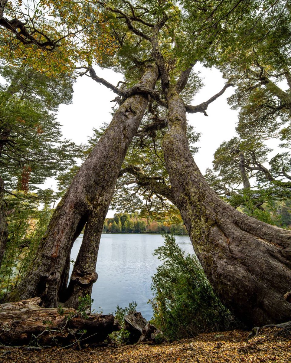 ¡Buenos días!
Pareja de Coigües centenarios abrazados en el Parque Nacional #Conguillio ❤️.
Les deseo un #FelizViernes 🙂

📷 Máximo Gedda