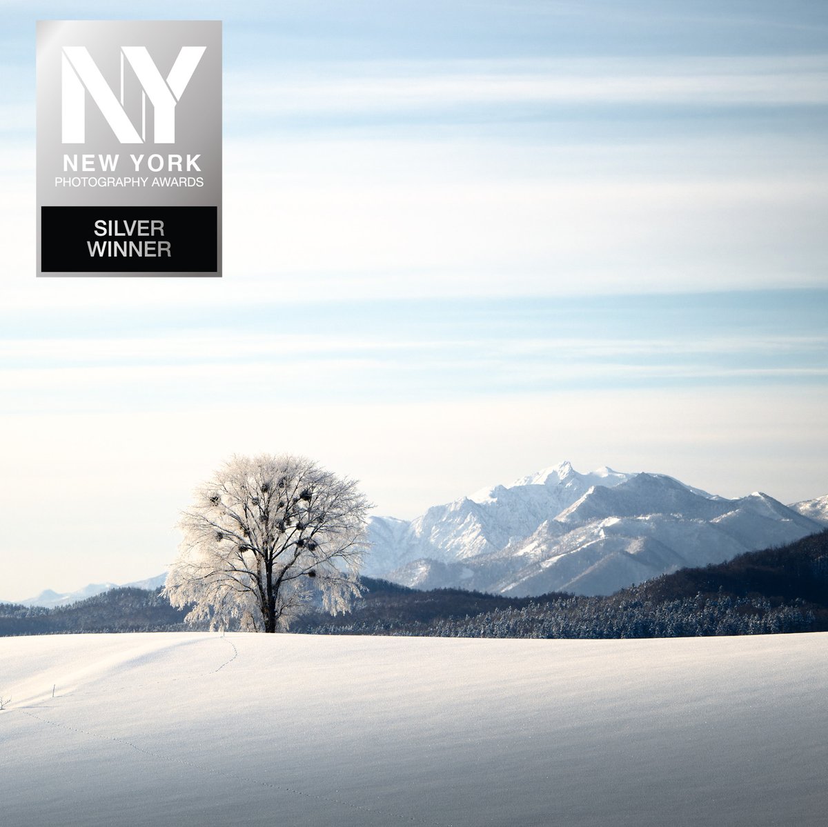 ぺんぺん (@PenguinCamera_Z) / Posts / X