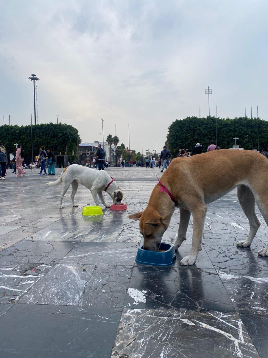 DÓNDE IR tweet media