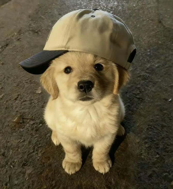 silly puppy kono of the day