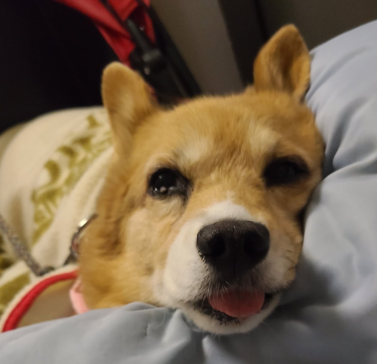 かぜさんつよいわん🍃さむさむ U👁️👅👁️U ((( ；ﾟДﾟ)))ｶﾞｸﾌﾞﾙ