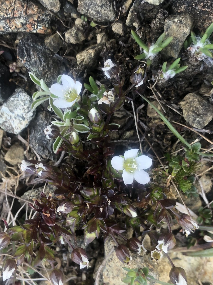 My 2025 Avian &amp; Botanical highlights close to home. Field Eryngo was an exciting local find &amp; Arctic Sandwort a lifer. Lucky to be on Shetland when EB Thrush found on Yell (M Wilkinson pic) Eider - stuff of dreams ..