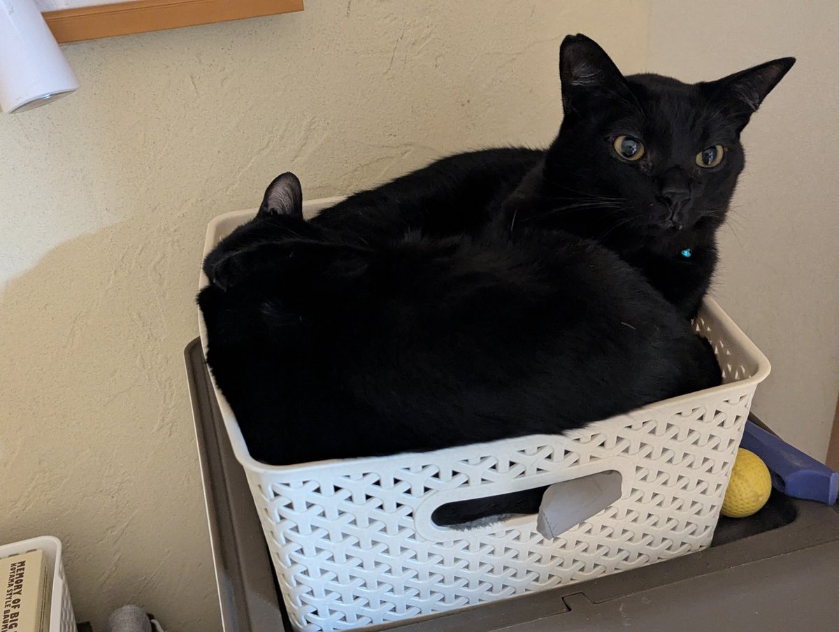 ミっチミチ🐈‍⬛🐈‍⬛