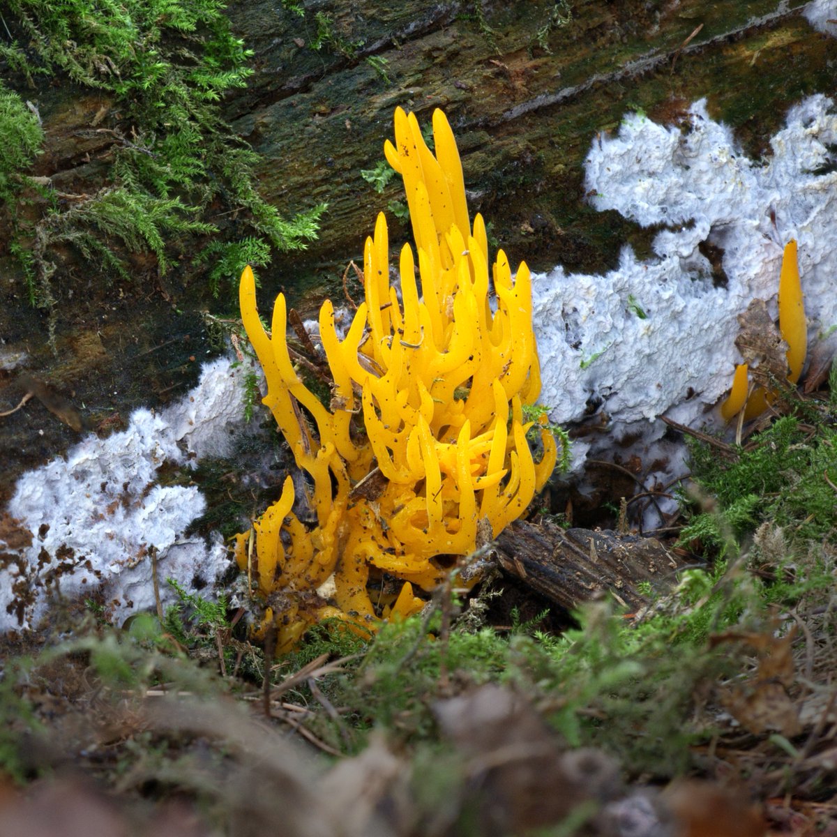 Meet yellow stagshorn, scientifically named Calocera viscosa - a