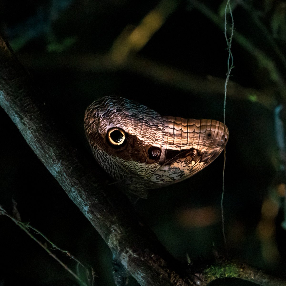 Discovery's tweet image. Butterfly or snake? 🦋🐍

📸: Ulrich Hollmann

#butterfly #camouflage